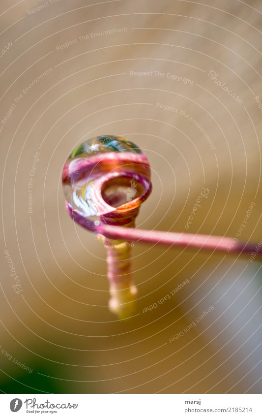 droplet magnifier Life Harmonious Calm Meditation Drops of water Plant Tendril Spiral Simple Enlarged Magnifying effect Balance Nature Pastel tone Colour photo