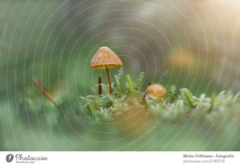 Small mushroom in moss Environment Nature Plant Sun Sunlight Autumn Beautiful weather Grass Moss Wild plant Mushroom Mushroom cap Forest Blossoming Illuminate