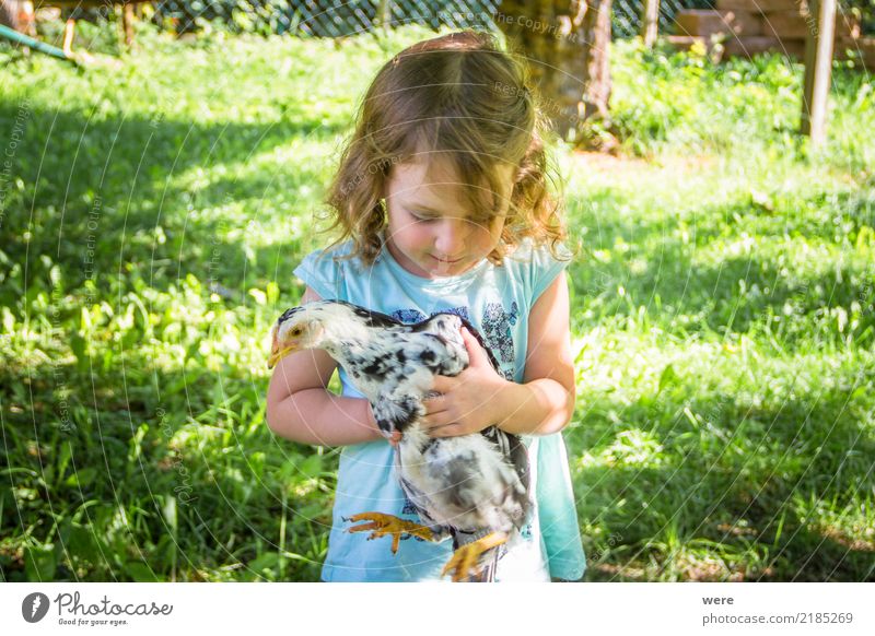 A little girl with blonde hair holds a young chicken in her hands. Child Agriculture Forestry Human being Nature Animal birds Carrying Farm Poultry Geography