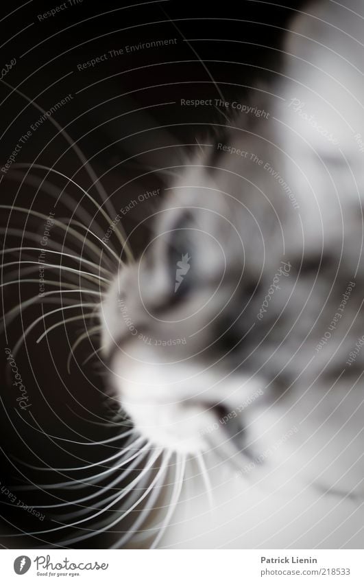 whiskers Nature Animal Pet Cat Animal face 1 Observe Looking Esthetic Authentic Brash Beautiful Natural Soft Moody Whisker Subdued colour Close-up Detail