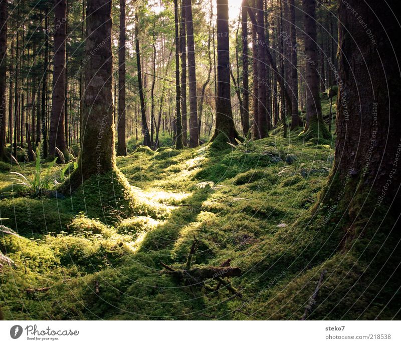 green carpet Summer Moss Forest Virgin forest Fresh Clean Wild Soft Green Calm Scotland Tree Sunbeam Fern Colour photo Exterior shot Deserted Day Light