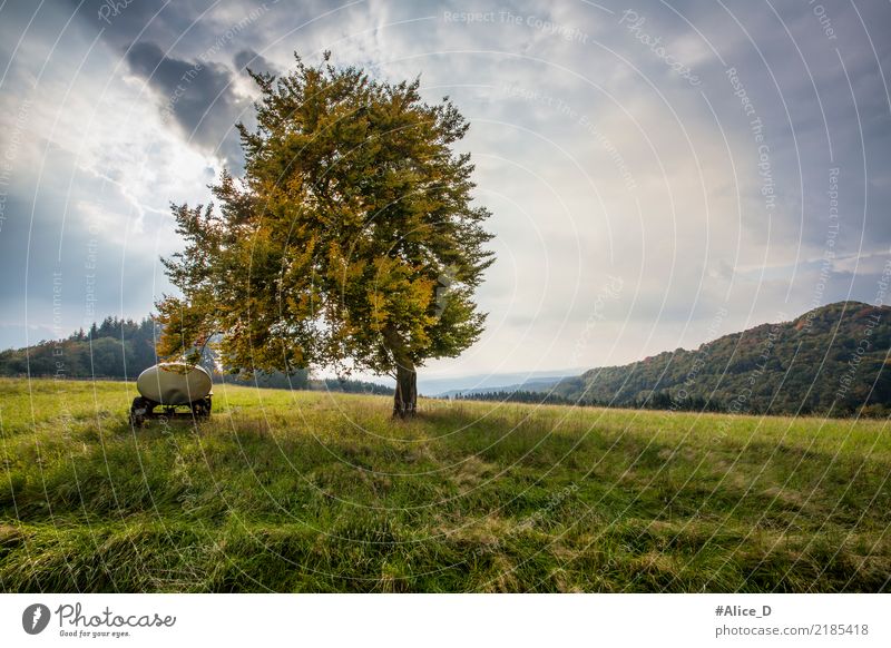 autumn days Summer Nature Landscape Elements Sky Cloudless sky Clouds Autumn Wind Plant Tree Grass Meadow Field Hill Pasture Saint Catherine Germany Europe