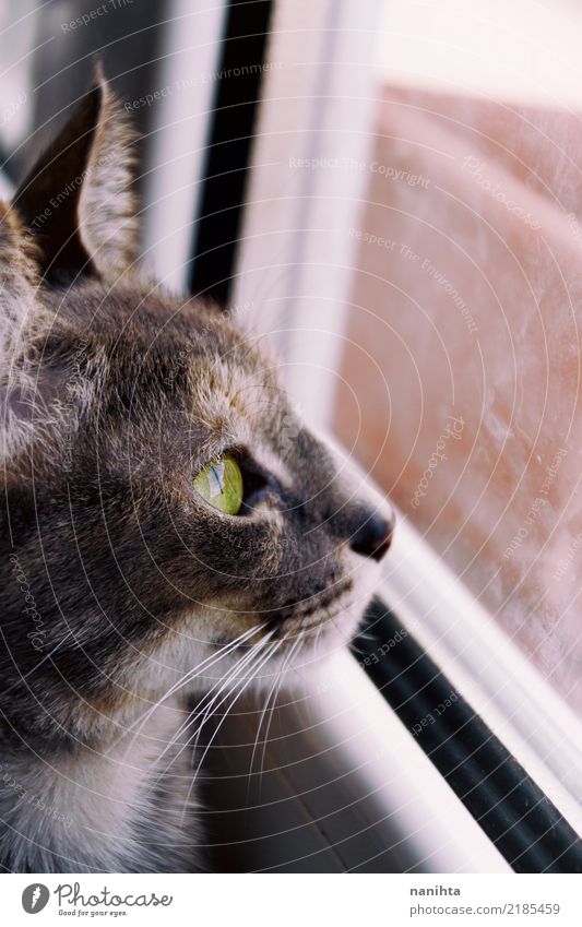 Beautiful cat looking through a window Window Animal Pet Animal face 1 Glass Crystal Observe Authentic Simple Free Curiosity Cute Brown Gray Green White