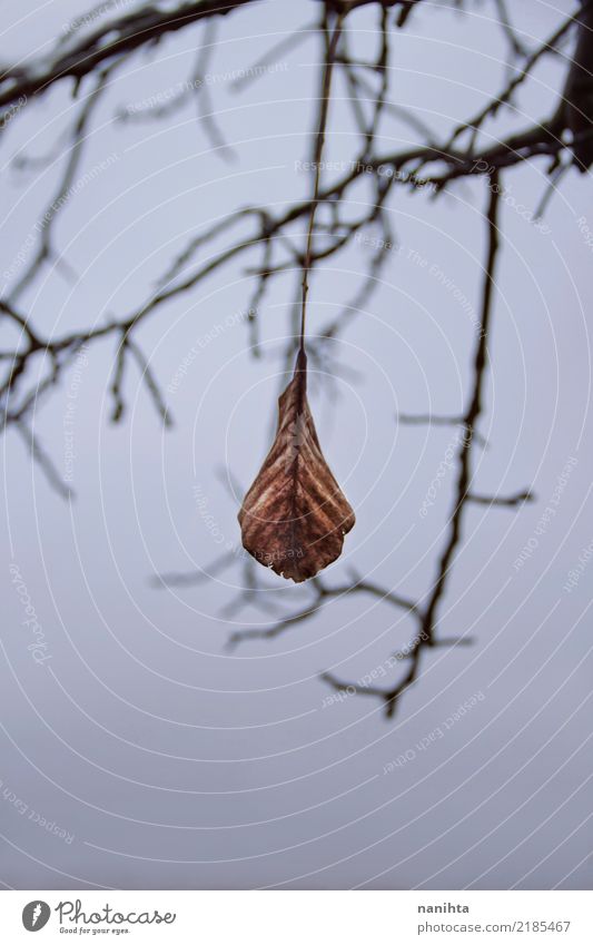 Lonely dry leaf Environment Nature Sky Clouds Autumn Winter Climate Climate change Weather Bad weather Storm Tree Leaf Old Dark Authentic Simple Creepy Cold Wet