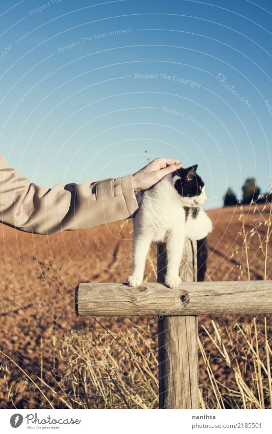 Hand touching a cat Human being Androgynous Youth (Young adults) Arm 1 Environment Nature Landscape Earth Summer Autumn Plant Animal Pet Cat Touch Authentic