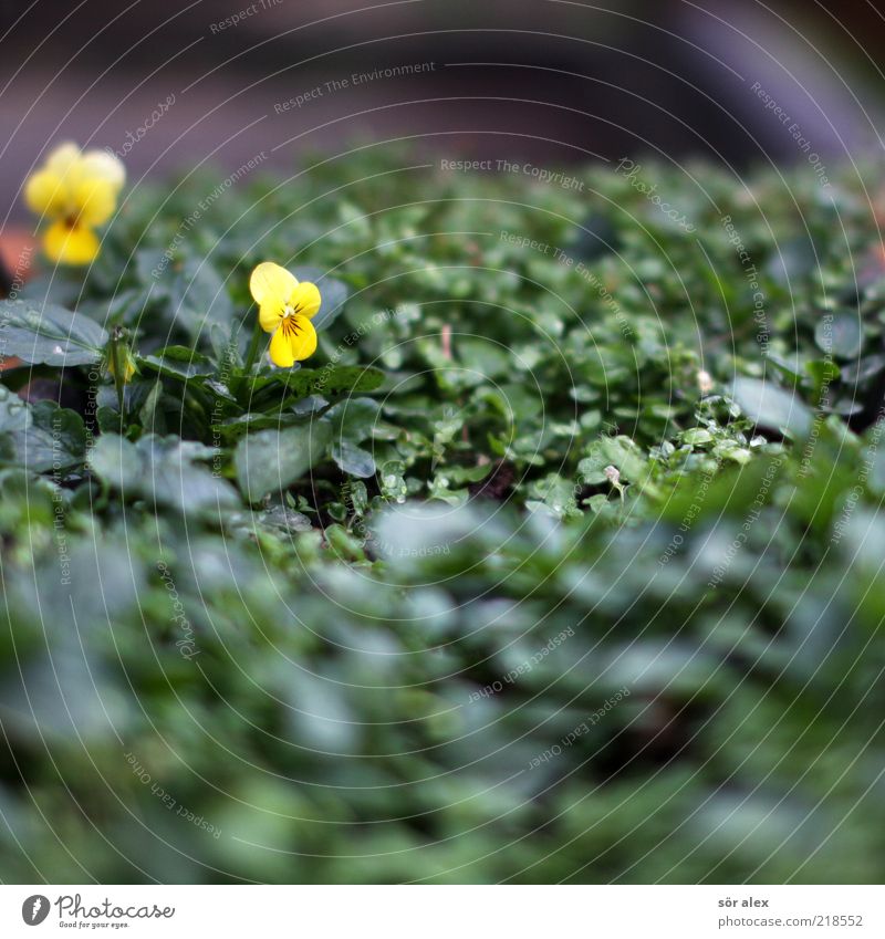 stubborn pansies Plant Autumn Flower Leaf Blossom Pansy Pansy blosssom Blossoming Growth Fragrance Beautiful Yellow Green October Colour photo Exterior shot