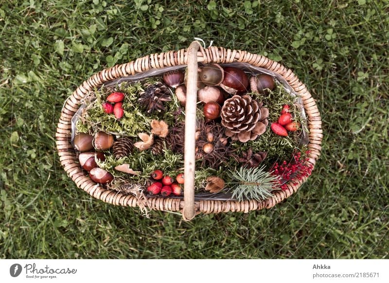 Basket with autumn fruits on green meadow, top view Harmonious Contentment Living or residing Decoration Feasts & Celebrations Thanksgiving Nature Autumn Grass