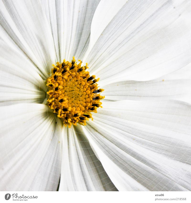 Bright morning Nature Plant Spring Summer Flower Blossom White Colour photo Exterior shot Close-up Detail Morning Day Blossom leave Macro (Extreme close-up)