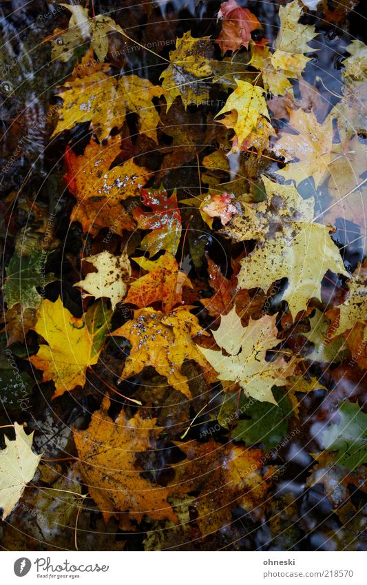 Fell into the water Nature Plant Water Autumn Leaf Maple leaf Maple tree Decline Transience Puddle Colour photo Multicoloured Reflection Bird's-eye view