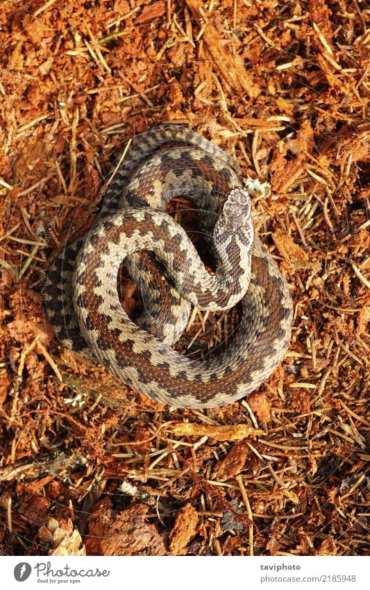Vipera berus standing on forest ground Beautiful Nature Animal Forest Wild animal Snake Natural Brown Fear Dangerous vipera venomous wildlife Reptiles adder