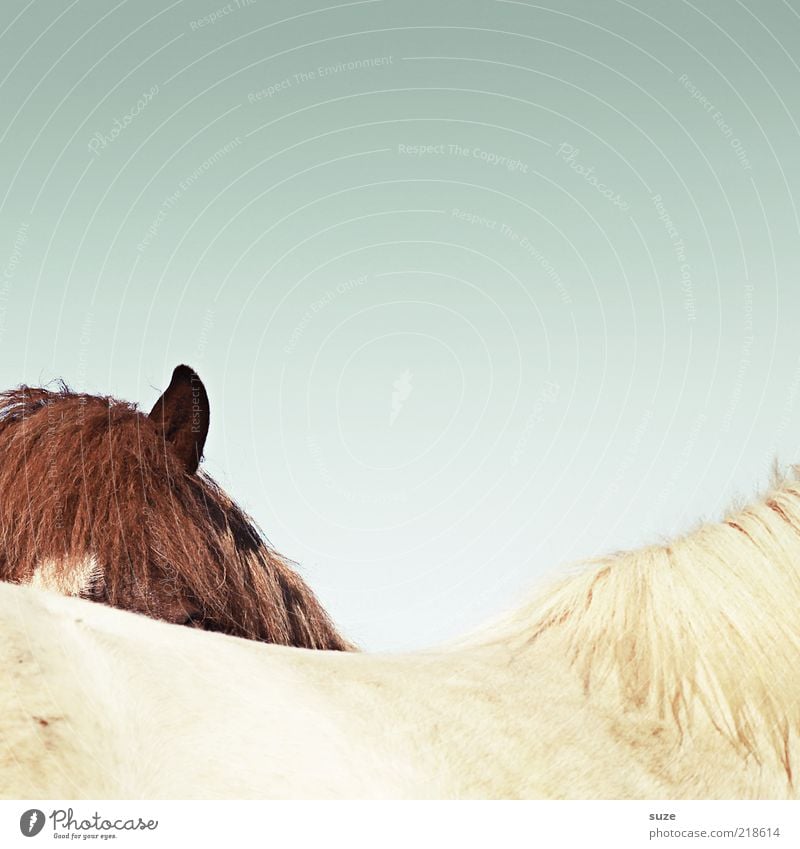 You don't see me. Environment Nature Animal Sky Cloudless sky Beautiful weather Farm animal Wild animal Horse 2 Exceptional Funny Brown White Mane Iceland Pony