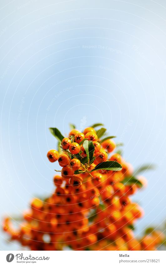 berry brothers Environment Nature Plant Sky Wild plant Berries Rawanberry Hang Growth Natural Blue Perspective Orange Colour photo Multicoloured Exterior shot