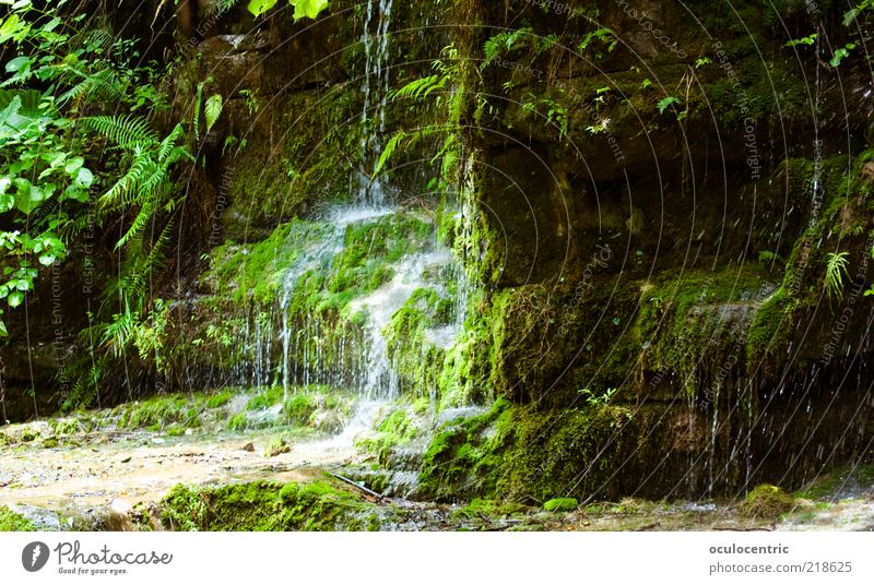 Juicy Environment Nature Plant Earth Water Bushes Moss Wild plant Fern Virgin forest Waterfall Asia China Guilin Growth Splashing Dripping Rock Peaceful Damp