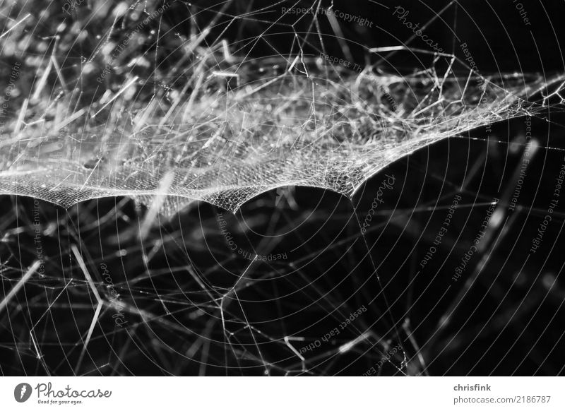 spider's web Environment Nature Animal Spider Firm Creepy Black White Determination Sewing thread Thief Net Disgust Threat Spider's web Trap Subdued colour