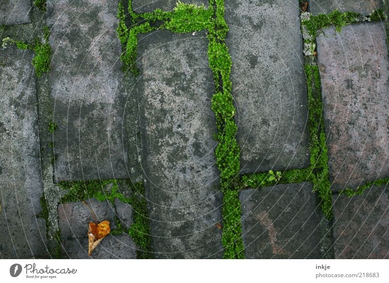 Autumn on the curb Moss Leaf Sidewalk Stone Brick Old Dirty Gloomy Dry Brown Gray Green Stagnating Lanes & trails Section of image Background picture