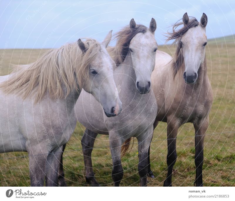 All three together Environment Plant Wind Grass Animal Wild animal Horse 3 Esthetic Near Curiosity Beautiful Pasture Mane White Noble Excitement