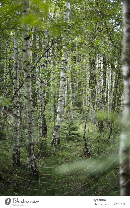 I like birches. Well-being Contentment Relaxation Calm Environment Nature Tree Forest Loneliness Uniqueness Discover Mysterious Idyll Life Sustainability