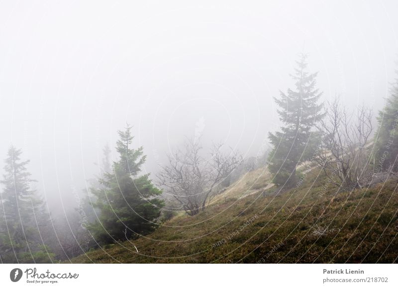 bleak prospects Environment Nature Landscape Plant Elements Air Drops of water Clouds Autumn Fog Tree Forest Hill Mountain Black Forest Observe Discover