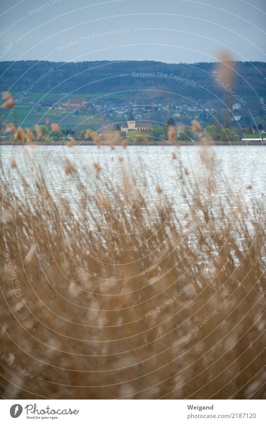 Reichenau Aquatics Island Healthy Serene Lake Constance Common Reed Germany Monastery Copy Space top