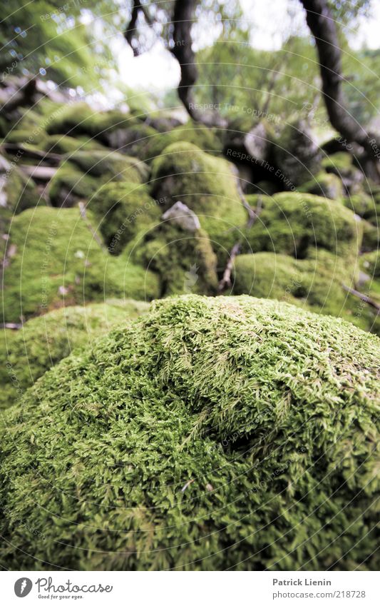 moss landscape Environment Nature Landscape Plant Summer Moss Forest Hill Stone Overgrown Green Beautiful Colour photo Exterior shot Close-up Deserted Day Blur