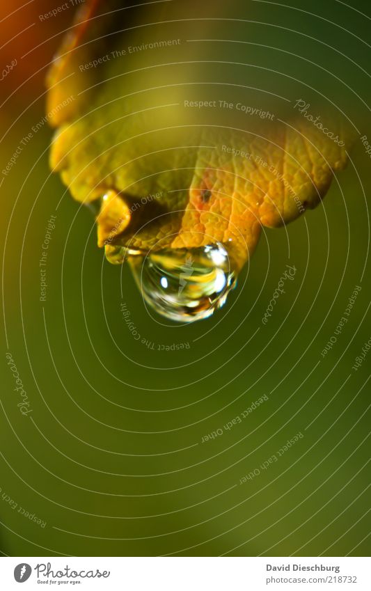 It was raining! Nature Plant Water Drops of water Autumn Leaf Green Portrait format Wet Damp Dew Glittering Autumnal colours Colour photo Exterior shot Close-up