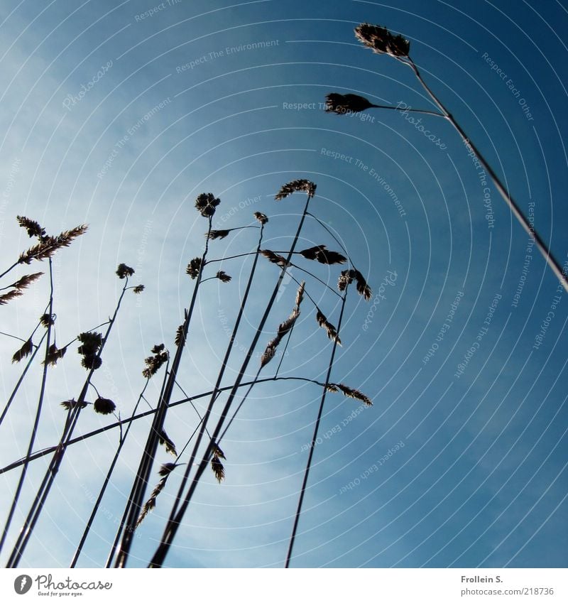 Grass in delusions of grandeur Plant Sky Summer Beautiful weather Wild plant Tall Natural Above Blue Brown White Colour photo Close-up Deserted Copy Space top