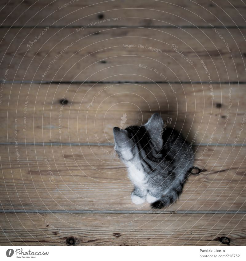Don´t look back [400] Animal Pet Cat 1 Observe Crouch Beautiful Uniqueness Natural Soft Wooden floor Floorboards Dull Dark Ear Sweet Colour photo Interior shot