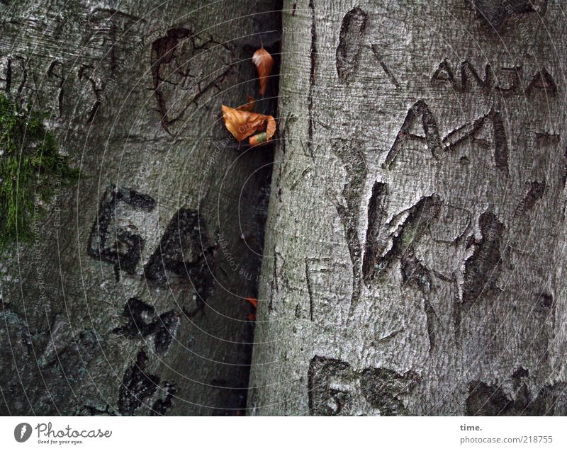 Tattooed Trees scratched names Letters (alphabet) Nature Environment Exterior shot Twilight Deserted Detail Leaf Plant Joke hands Tree bark Gray Green