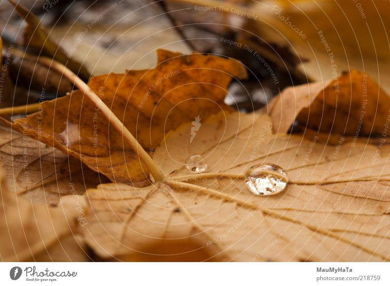 autumn leaves Nature Plant Elements Water Drops of water Clouds Autumn Climate Climate change Rain Tree Leaf Park Old Cool (slang) Authentic Simple Elegant