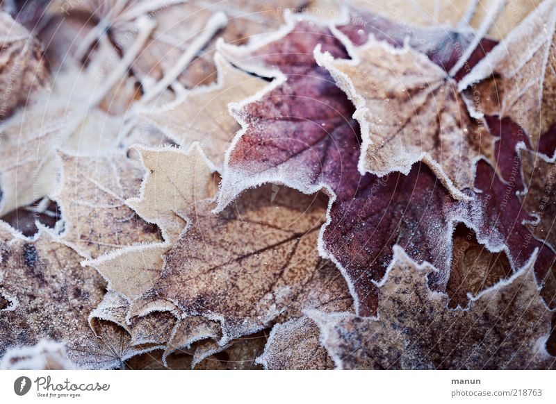 Fall winter Stock Photos, Royalty Free Fall winter Images