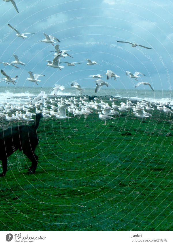 Seagulls and dog Dog Scare North Sea Sky Water