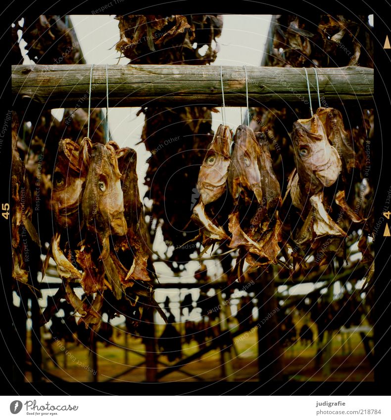 Iceland Food Fish Nutrition Wood Hang To dry up Dark Disgust Creepy Moody Death Dried fish Drying rack Fish drying rack Colour photo Subdued colour