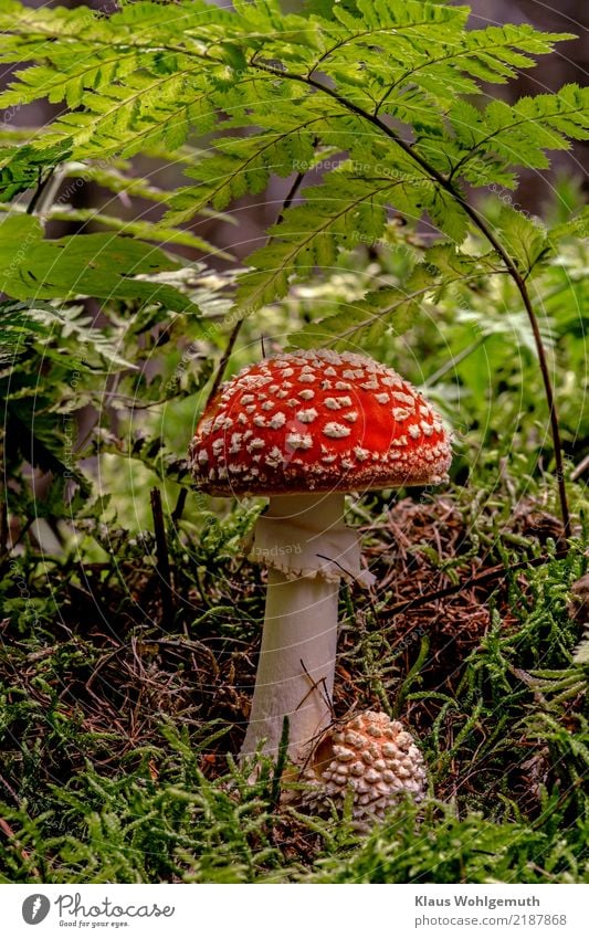 Autumn fashion, the "latest craze" Lifestyle Rouge Environment Nature Plant Amanita mushroom Forest Fashion Hat Stand Growth Green Red White Poison