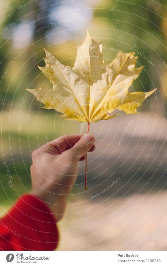 #AS# autumn yellow Art Esthetic Maple leaf Autumn Autumnal Autumn leaves Autumnal colours Early fall Autumnal weather Autumn wind Yellow Colour photo