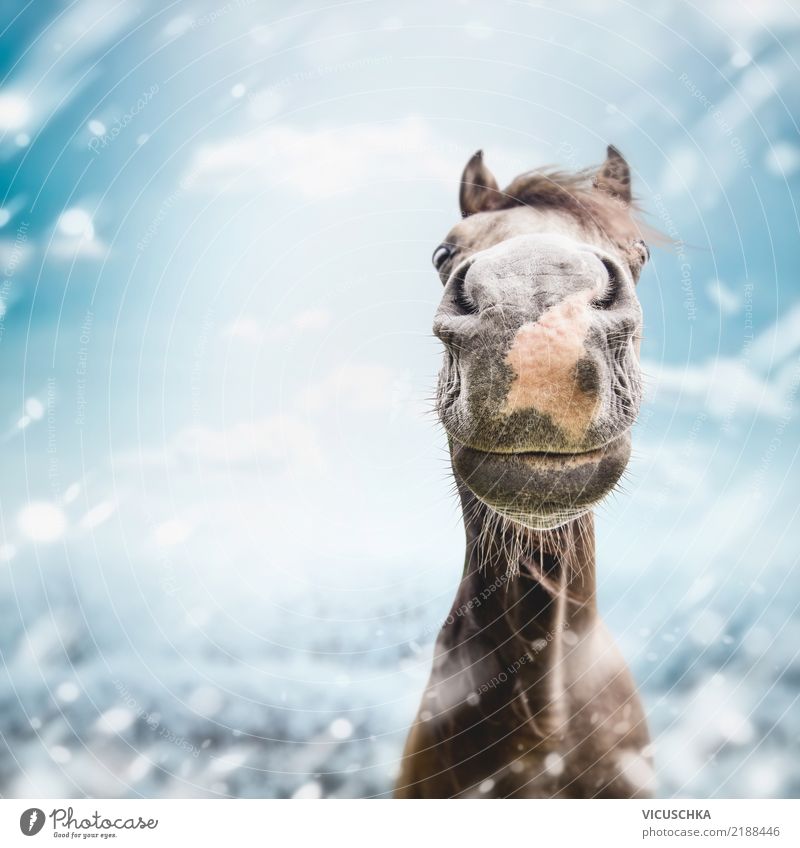 Funny horse moppel in winter Lifestyle Joy Winter Nature Gale Snow Snowfall Animal Horse Moody Joie de vivre (Vitality) Humor Grinning Colour photo
