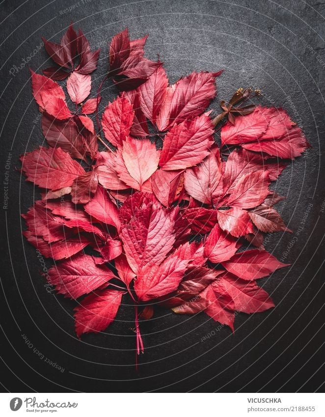 Red autumn leaves Still life Style Design Decoration Nature Autumn Plant Leaf Bouquet Yellow Background picture November September Still Life October