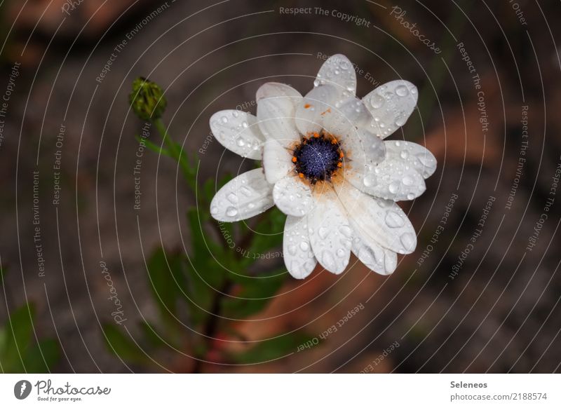 as fresh as a daisy Flower Dew Drops of water Plant Nature Wet Green Water Rain Macro (Extreme close-up) Spring Summer Blossom Close-up Damp Exterior shot Leaf