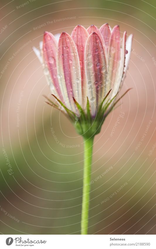 rain splash Environment Nature Drops of water Rain Flower Blossom Wild plant Garden Park Meadow Blossoming Near Wet Natural Beautiful Colour photo Exterior shot