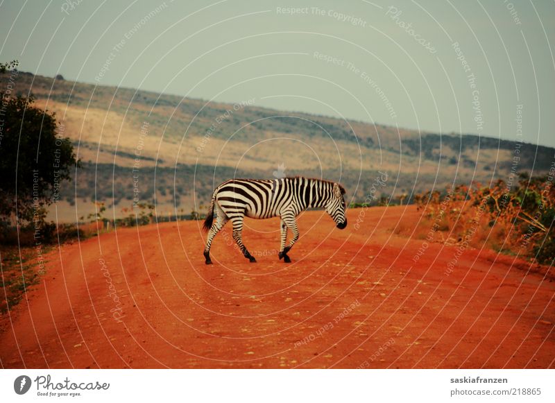 Zebra crossing. Landscape Sand Warmth Animal Wild animal Pelt 1 Movement Going Walking Esthetic Elegant Free Natural Red Black White Camouflage Safari Africa