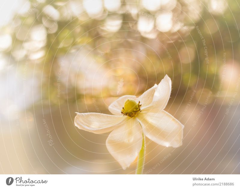 Anemone in the light Life Whirlpool Nature Plant Spring Autumn Flower Blossom Garden Park Blossoming Glittering Illuminate Gigantic White Chaos Beautiful Blur