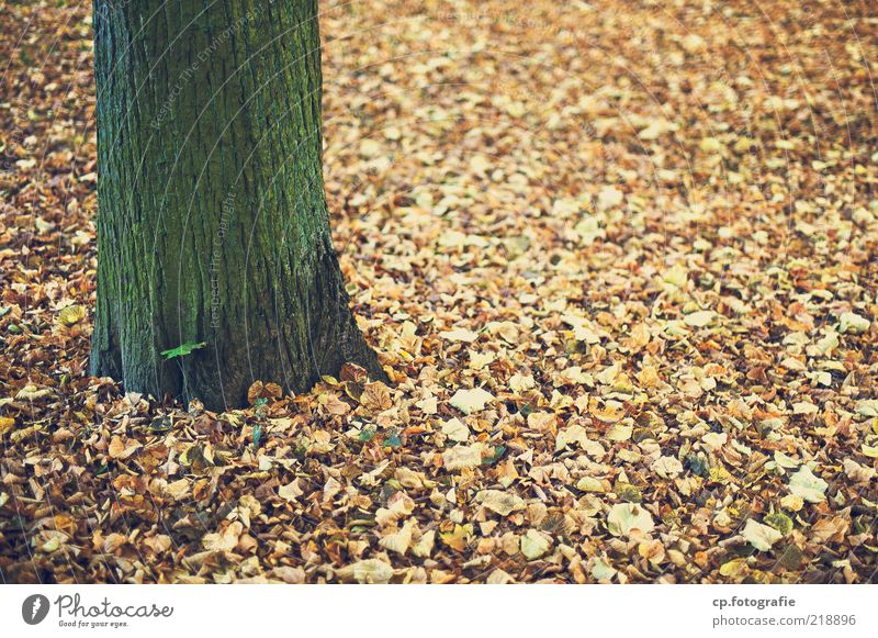 Come to die Environment Nature Plant Earth Autumn Beautiful weather Tree Leaf Deciduous tree Colour photo Day Shallow depth of field Tree trunk Tree bark