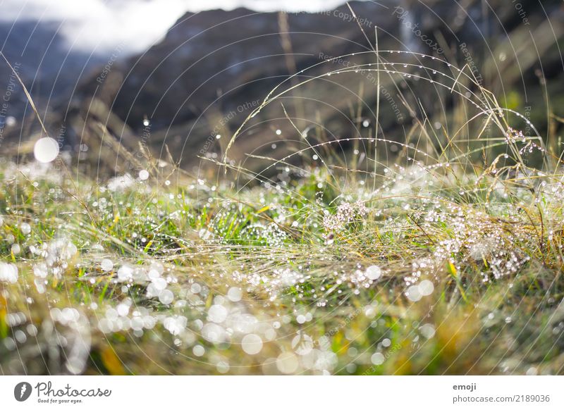 rope Environment Nature Plant Water Drops of water Spring Autumn Beautiful weather Rain Grass Natural Green Dew Colour photo Multicoloured Exterior shot Detail
