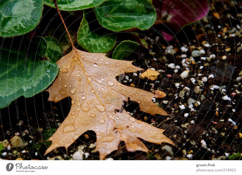 After the rain Plant Earth Drops of water Autumn Bad weather Rain Leaf Foliage plant Esthetic Wet Natural Beautiful Brown Green Black Nature Transience Oak leaf
