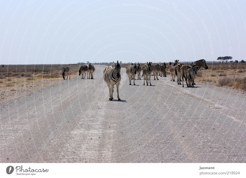 rest Street Animal Wild animal Herd Stand Wait Colour photo Exterior shot Day Zebra Deserted Traverse Wilderness Gravel road Far-off places Warmth Dry Steppe