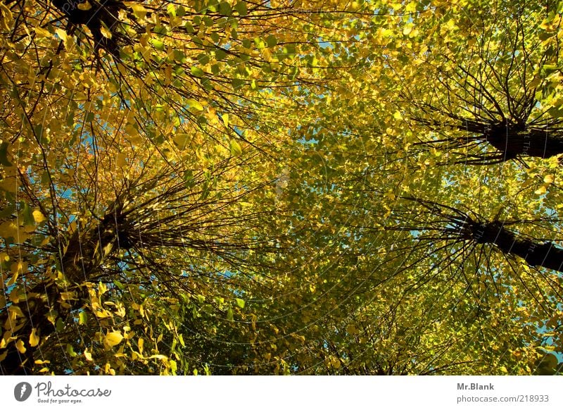 Leaf canopy, oh... Nature Plant Autumn Tree Yellow Green Upward Vista Treetop Colour photo Exterior shot Deserted Day Wide angle Autumnal colours