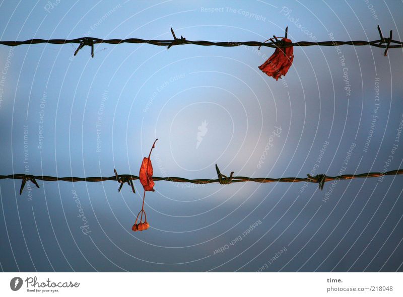 stop Autumn Leaf Red Barbed wire Barbed wire fence Captured entangled Metal Metalware Sky Blue Depth of field Deserted Twilight Detail Fence Clouds Impaled 2