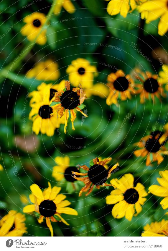 Last flowers of the summer Plant Flower Blossom Faded Brown Yellow Green Black Decline Transience Colour photo Multicoloured Exterior shot Blur