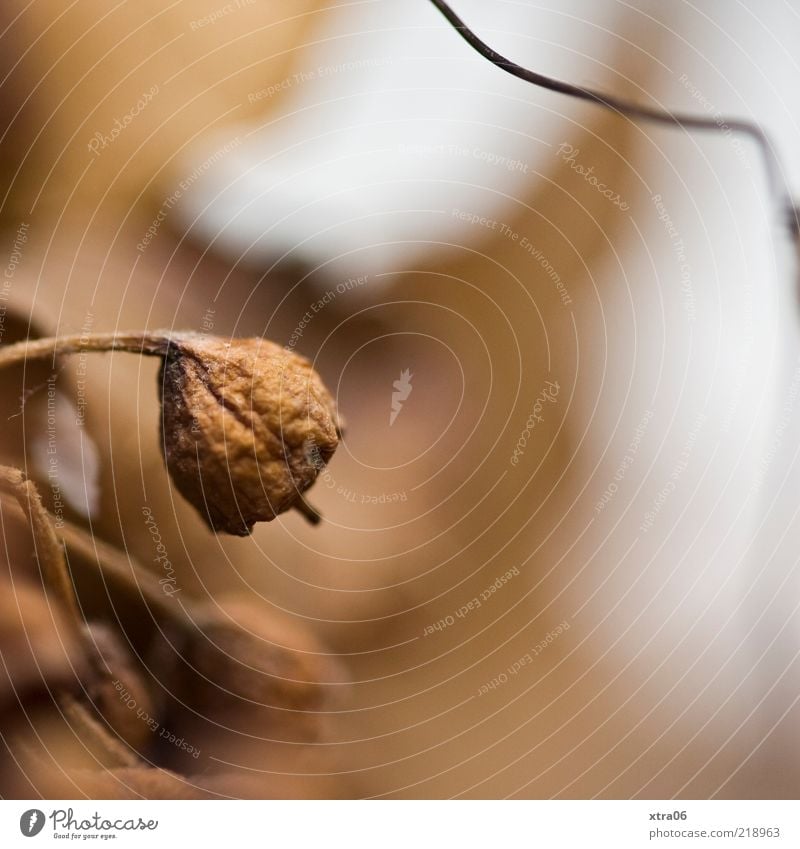 brown Nature Plant Brown Autumn Colour photo Exterior shot Close-up Detail Copy Space right Shallow depth of field Shriveled Wizened Blossom Limp Dry Suspended