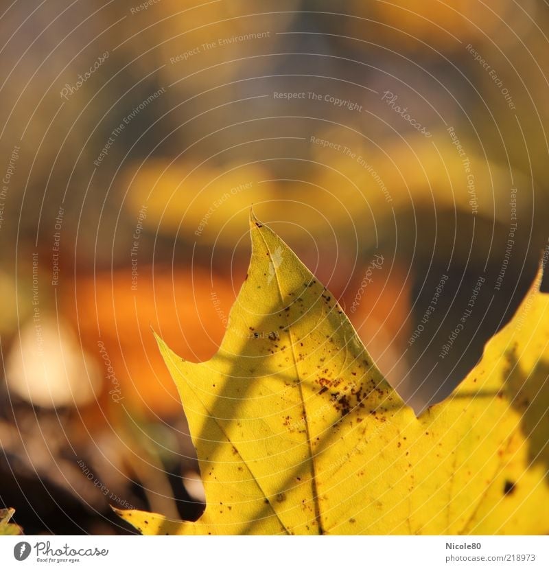 Gold Leaf [10/2010] Environment Nature Plant Autumn Maple leaf Maple tree Colour photo Exterior shot Copy Space left Copy Space top Day Sunlight