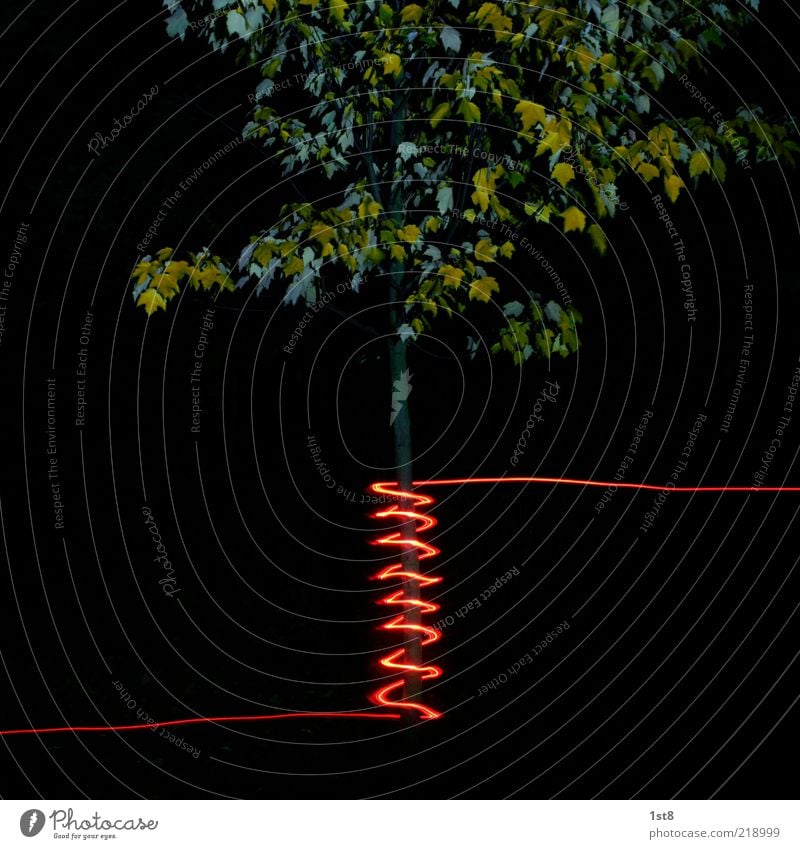 bioinduction Plant Tree Hip & trendy New Crazy Spiral Spool Whorl Maple tree Tree trunk light painting Colour photo Experimental Copy Space top Light Contrast